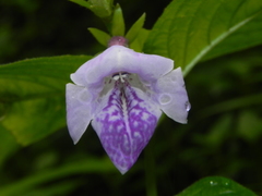 Asystasia dalzelliana