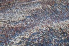 Microcnemum coralloides