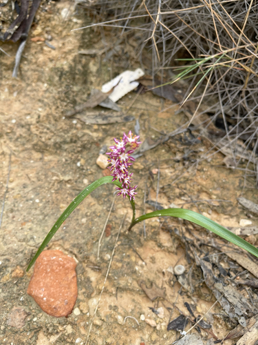 Wurmbea odorata (Wurmbea odorata)