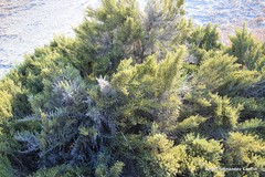 Arthrocaulon macrostachyum