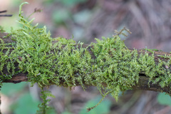 Eurhynchium