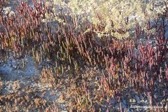 Microcnemum coralloides