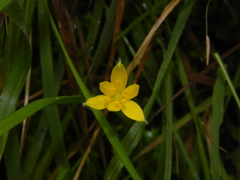 Hypoxis aurea
