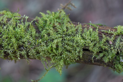 Eurhynchium