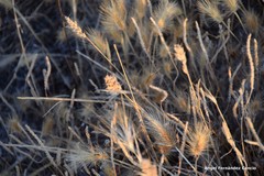 Hordeum murinum leporinum