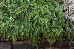 Eurhynchium