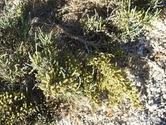 Arthrocaulon macrostachyum