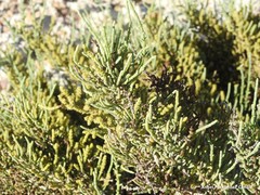 Arthrocaulon macrostachyum