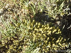 Arthrocaulon macrostachyum