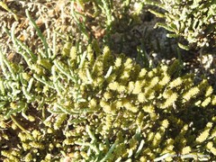 Arthrocaulon macrostachyum