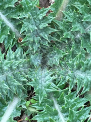Onopordum cynarocephalum