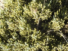 Arthrocaulon macrostachyum