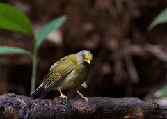 Brachypodius priocephalus
