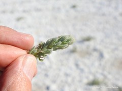Suaeda splendens