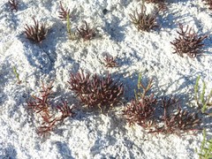 Microcnemum coralloides