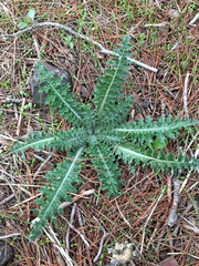 Onopordum cynarocephalum