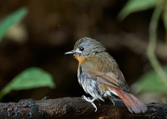 Cyornis pallidipes