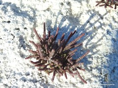 Microcnemum coralloides