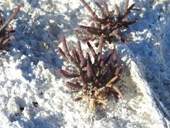 Microcnemum coralloides