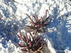 Microcnemum coralloides