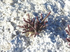 Microcnemum coralloides