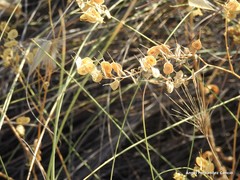 Biscutella auriculata