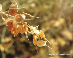 Biscutella auriculata