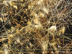 Hordeum murinum leporinum