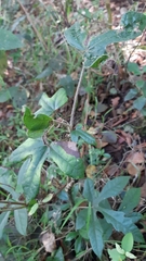 Oreopanax bogotensis