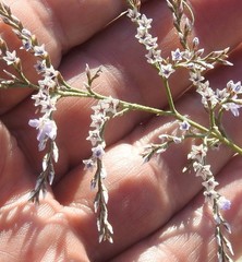 Limonium dichotomum