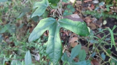 Oreopanax bogotensis