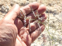 Limonium dichotomum
