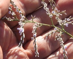 Limonium dichotomum
