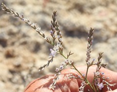 Limonium dichotomum