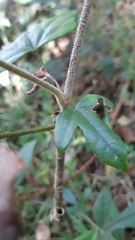 Oreopanax bogotensis