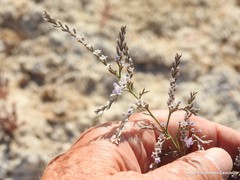 Limonium dichotomum