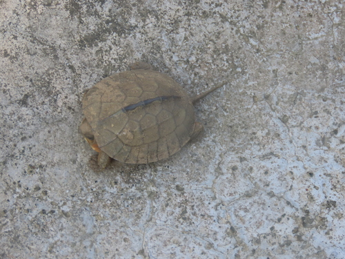 Cuora trifasciata, 2025-10-18