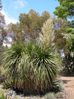 Photos of Nolina longifolia · iNaturalist