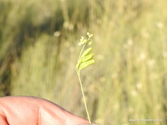 Reseda stricta
