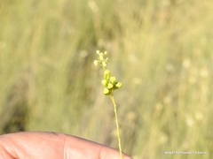 Reseda stricta