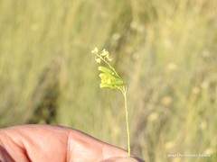 Reseda stricta