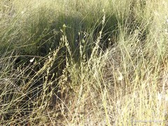 Reseda stricta