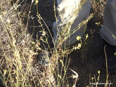 Reseda stricta
