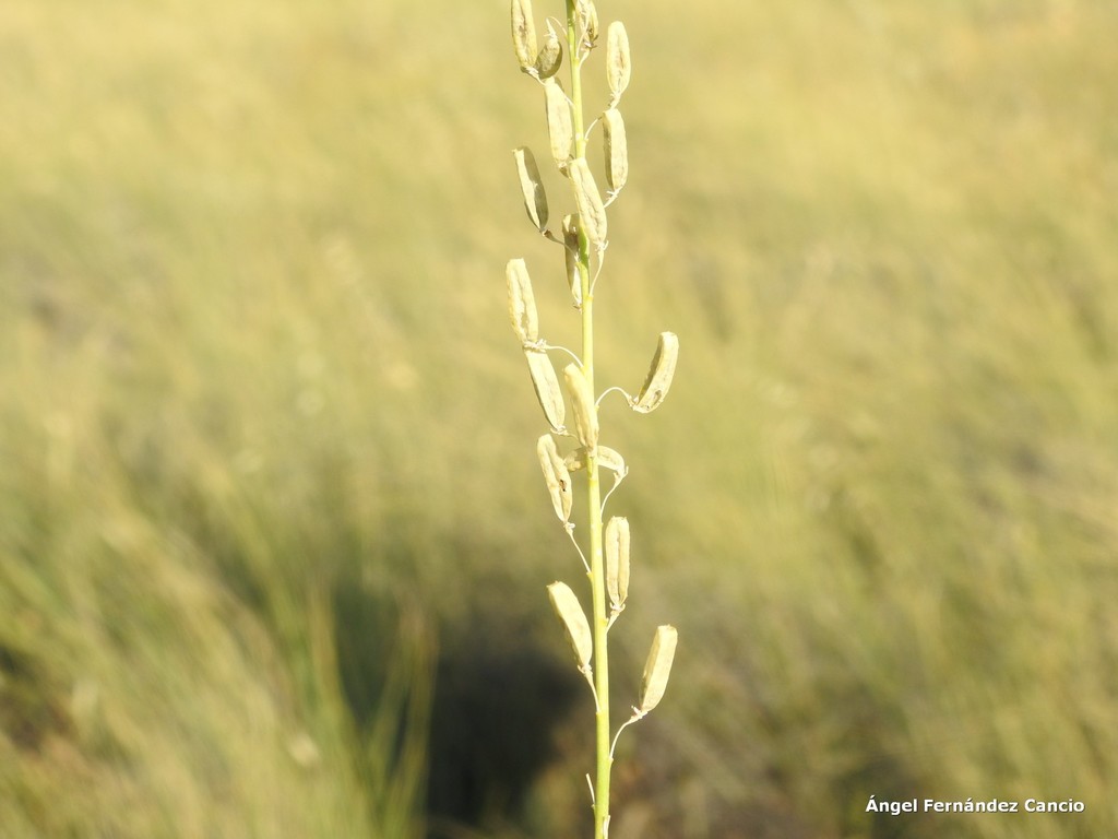 Reseda stricta