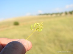 Reseda stricta