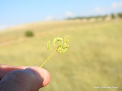 Reseda stricta