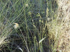 Reseda stricta