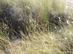 Reseda stricta