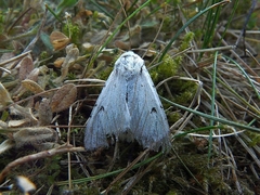 Acronicta leporina