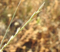 Elymus curvifolius